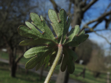 Geranium_dissectum_BOObstwiese_250317_ja10.jpg