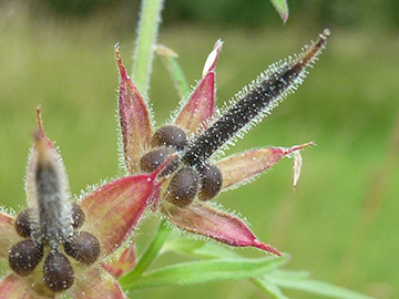 Geranium_dissectum_BOQuerenburg_BUNDObstwiese_110618_ho02.jpg