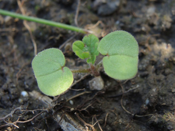 Geranium_dissectum_BOQuerenburg_BUNDObstwiese_170917_ja01.jpg