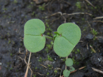 Geranium_dissectum_BOQuerenburg_BUNDObstwiese_170917_ja02.jpg