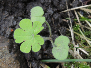 Geranium_dissectum_BOQuerenburg_BUNDObstwiese_170917_ja04.jpg