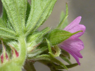 Geranium_dissectum_Bergheim_110616_ho03.jpg