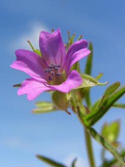 Geranium_dissectum_Geseke070606_ja01.jpg