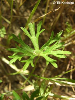 Geranium_dissectum_Geseke300509_TK04.jpg