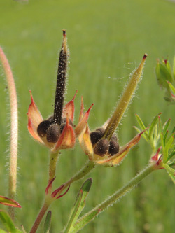 Geranium_dissectum_Geseke_050616_ja03.jpg