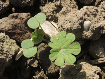 Geranium_dissectum_Geseke_220917_ja01.jpg