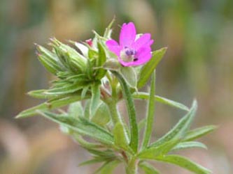 Geranium_dissectum_ja05.jpg