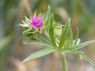 Geranium_dissectum_ja06.jpg