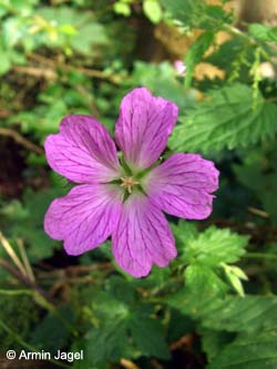 Geranium_endressii_BOLangendreer130708_ja01.jpg
