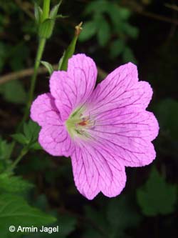 Geranium_endressii_BOLangendreer130708_ja03.jpg