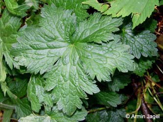 Geranium_endressii_BOLangendreer130708_ja07.jpg