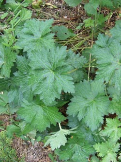 Geranium_endressii_Burgholz200908_ja02.jpg