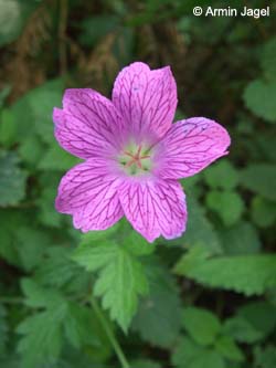 Geranium_endressii_Burgholz200908_ja61.jpg