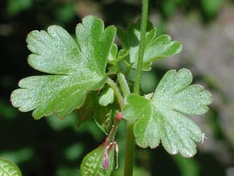 Geranium_lucidum_Hoennetal2005_ja01.jpg