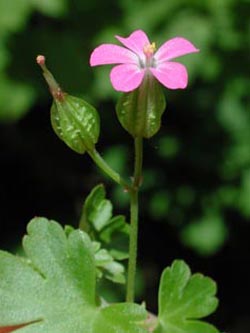 Geranium_lucidum_Hoennetal2005_ja02.jpg