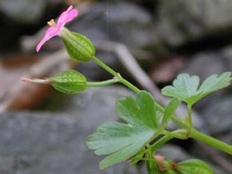 Geranium_lucidum_Hoennetal2005_ja08.jpg