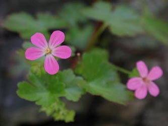 Geranium_lucidum_Hoennetal2005_ja09.jpg