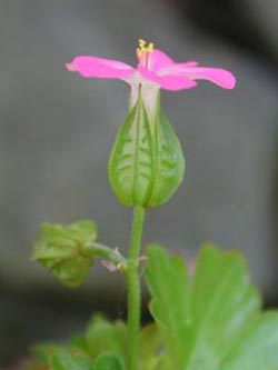 Geranium_lucidum_Hoennetal2005_ja12.jpg