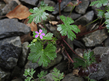 Geranium_lucidum_Hoennetal_290418_ja04.jpg