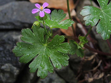 Geranium_lucidum_Hoennetal_290418_ja07.jpg