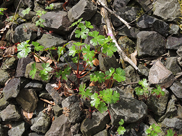 Geranium_lucidum_Hoennetal_290418_ja16.jpg