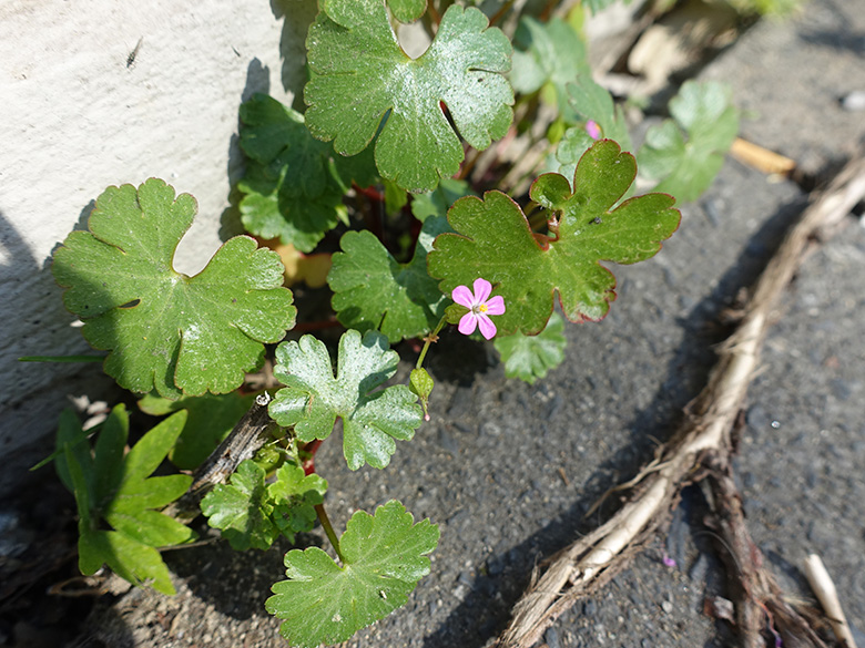 Geranium_lucidum_Krefeld_100419_LRothschuh01.jpg