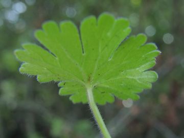 Geranium_molle_220917_ja15.jpg