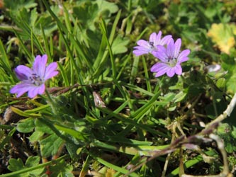 Geranium_molle_Augustdorf_180514_ja03.jpg