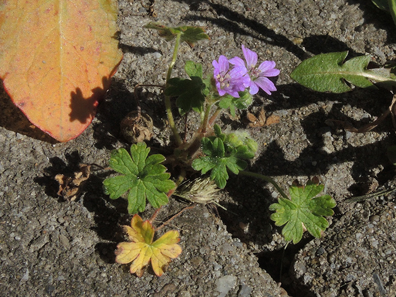 Geranium_molle_BO-Weitmar_Heinrich-Koenig-Str_050420_ja01.jpg