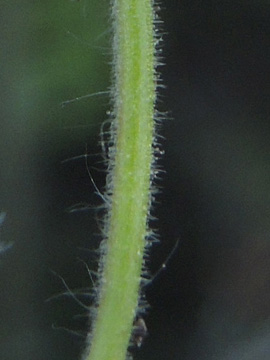 Geranium_molle_Dyckerhoff15_Strasse_Geseke_220917_ja12.jpg