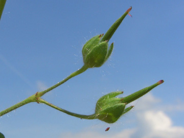 Geranium_molle_Geseke070606_ja06.jpg