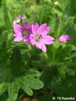 Geranium_molle_HiesfelderWald_010509_tk01.jpg