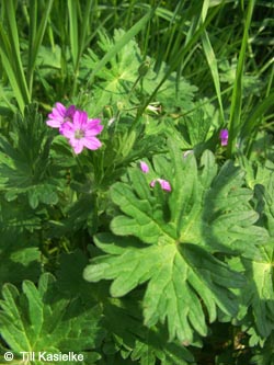 Geranium_molle_HiesfelderWald_010509_tk02.jpg