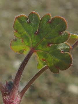 Geranium_molle_dissectum_220917_ja04_2.jpg