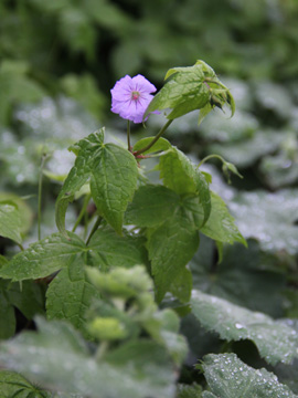 Geranium_nodosum_BOGrumme_Siedlungsflora_030517_CB07.jpg