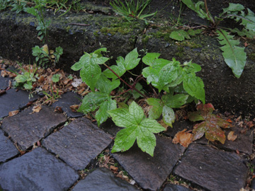 Geranium_nodosum_BOGrumme_Siedlungsflora_030517_ja01.jpg