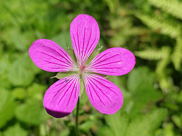 Geranium_palustre_Attendorn_Biggedamm_150718_DWolbeck01.jpg