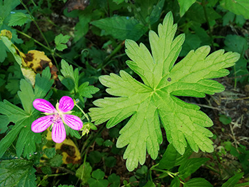 Geranium_palustre_Attendorn_Biggedamm_150718_DWolbeck02.jpg