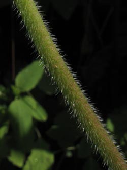 Geranium_palustre_Gauchachschlucht_SWD2013_210713_ja09.jpg