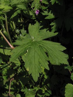 Geranium_palustre_Gauchachschlucht_SWD2013_210713_ja10.jpg