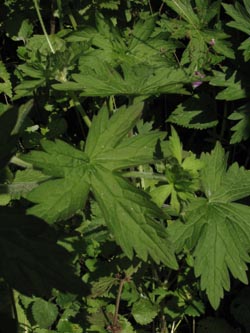 Geranium_palustre_Gauchachschlucht_SWD2013_210713_ja11.jpg