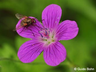 Geranium_palustre_Hamm-Bochum-Hoevel_170714_GBohn01.jpg