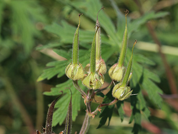 Geranium_pratense_080618_CB01.jpg