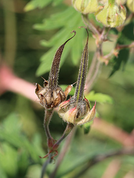 Geranium_pratense_080618_CB02.jpg