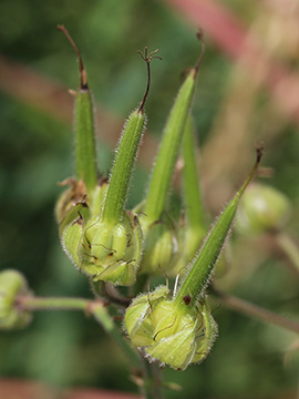 Geranium_pratense_080618_CB03.jpg