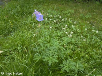 Geranium_pratense_BOBergerTal290609_IH01.jpg