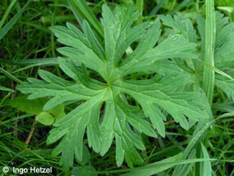 Geranium_pratense_BOBergerTal290609_IH02.jpg