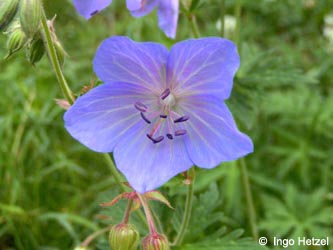 Geranium_pratense_BOBergerTal290609_IH03.jpg