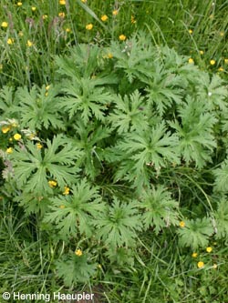 Geranium_pratense_BOQuerenburgSchattbach190610_Hae01.jpg