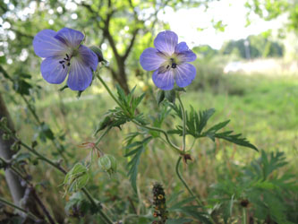 Geranium_pratense_BOTechnologiequartier210715_TK01.jpg